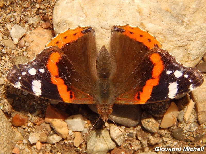 Vanessa atalanta